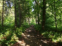 Bosques de hayas primigenios y viejos bosques de hayas de los Cárpatos y otras regiones de Europa