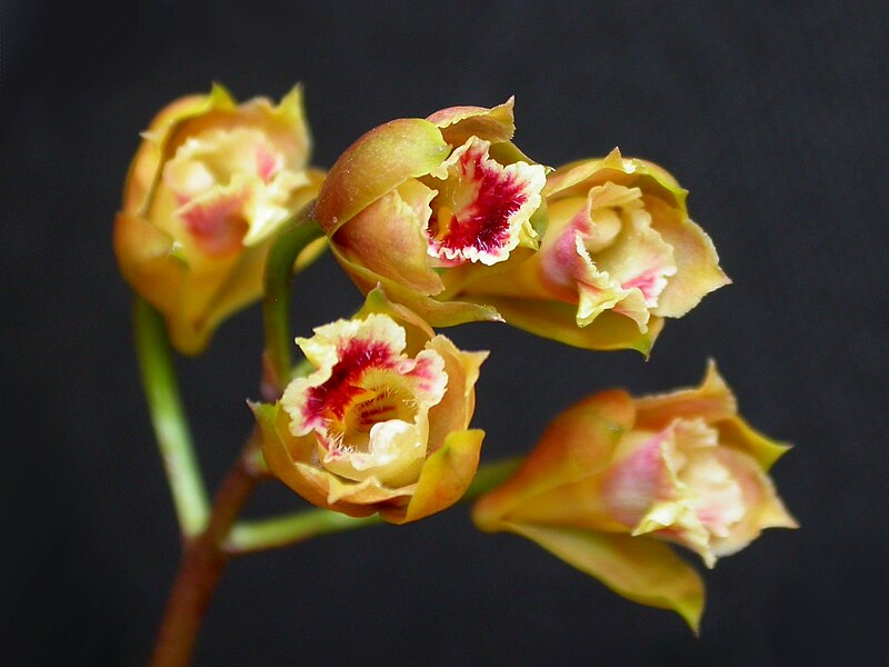 File:Bifrenaria stefanae 1.jpg