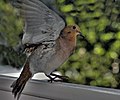 Bird landing on balcony, Barbados (6797114312).jpg