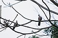 Birds from Nepal at Chitwan (11).jpg