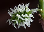 Black Mulberry Flowers