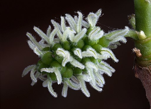 Black Mulberry Female Flowers