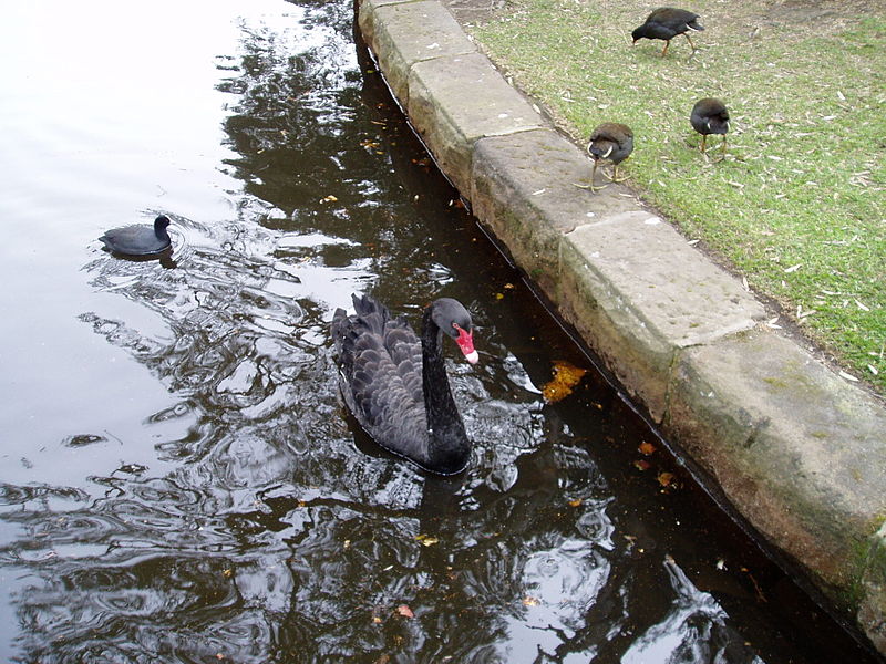 File:Black Swan and rails at Centennial Park, Sydney.jpg