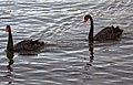Black Swans on Lake Burley Griffin-1 (5856160558).jpg
