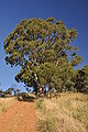 Track to the top of a ridge in Black Hill Conservation Park, Adelaide, South Australia
