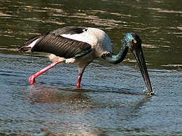 Feketenyakú gólya (Ephippiorhynchus asiaticus)