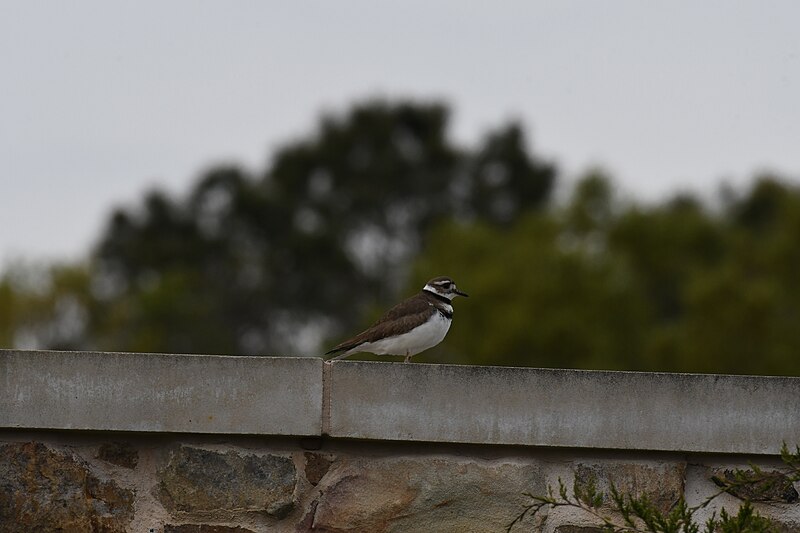 File:Blackwater nwr 4.17.21 DSC 9204.jpg