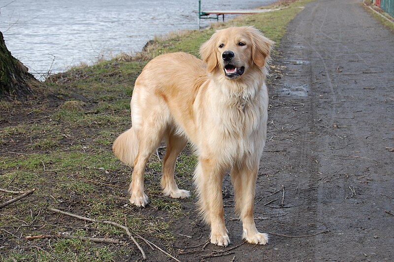 File:Blond Hovawart female (10months).JPG