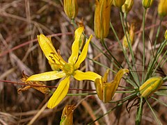 Bloomeria crocea