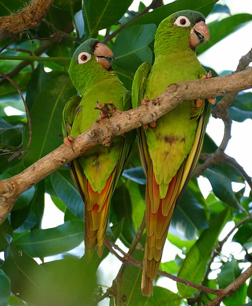 File:Blue-crowned Parakeets (Aratinga acuticaudata) (28252211421).jpg