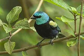 <span class="mw-page-title-main">Blue-necked tanager</span> Species of bird