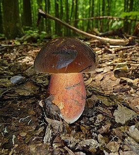 <i>Neoboletus luridiformis</i> Species of fungus