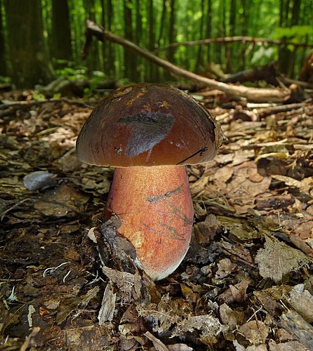 Дубовик крапчатый (Boletus erythropus)