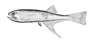 <i>Bonapartia</i> Species of fish