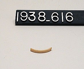 Bone Ring Fragment, Yale University Art Gallery, inv. 1938.616