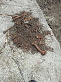 Bones uncovered in Qalam site.jpeg