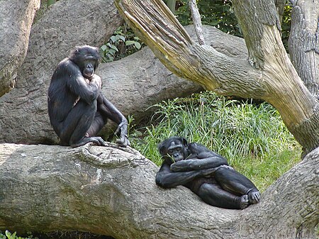 Tập_tin:Bonobo-04.jpg