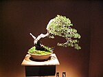 150px-Bonsai_IMG_6405