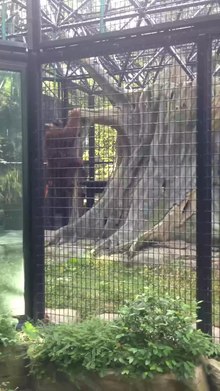 Fil: Bornean orangutan in the Zoological and Botanical Gardens 01.webm