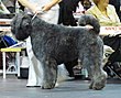 Bouvier des Flandres en Riga.JPG