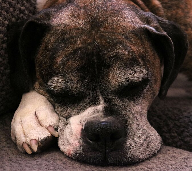 File:Boxer Dog Reference for Sculpture 027.jpg