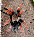 Vignette pour Brachypelma boehmei