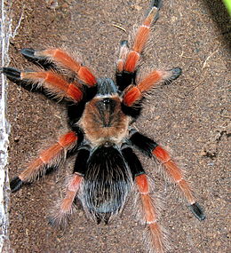 Brachypelma boehmi