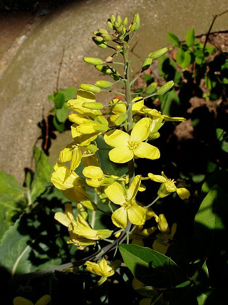 The cabbage inflorescence, which appears in the plant's second year of growth, features white or yellow flowers, each with four perpendicularly arrang