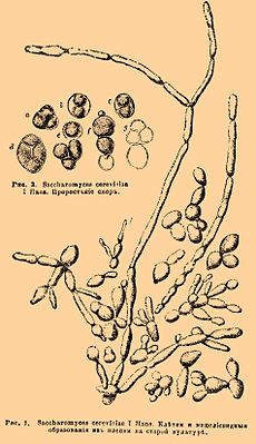 Saccharomyces cerevisiae.  Illustratie uit de Encyclopedic Dictionary van Brockhaus en Efron