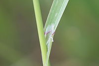 Ligule is pointed Bromus sterilis (Ruderal-Trespe) IMG 0488.JPG