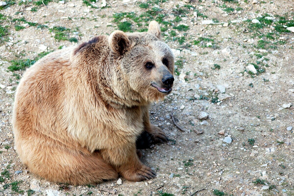 Ours brun de Syrie — Wikipédia