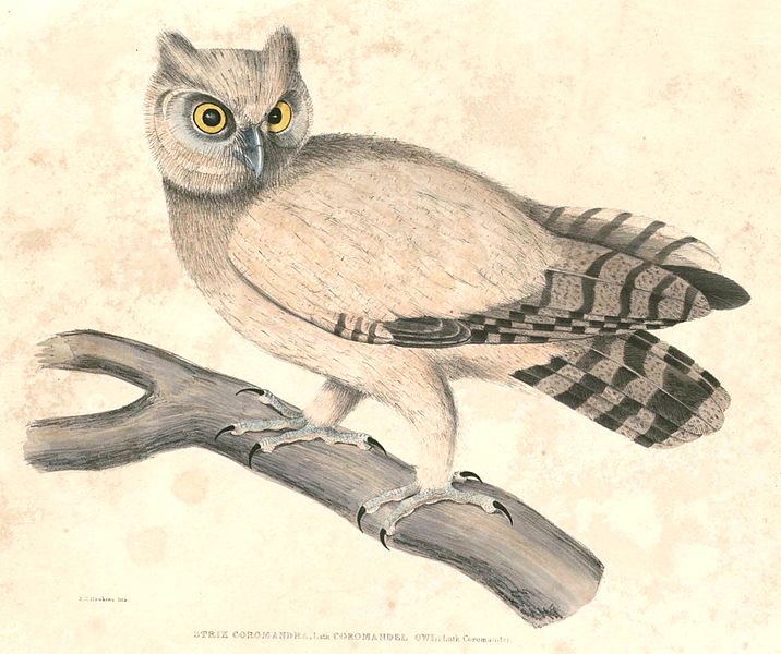 File:Bubo coromandus Hardwicke.jpg