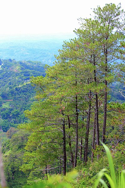 Image: Bucari Pine Forest