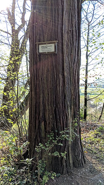 File:Buchenbach Baum 20190418 174204.jpg