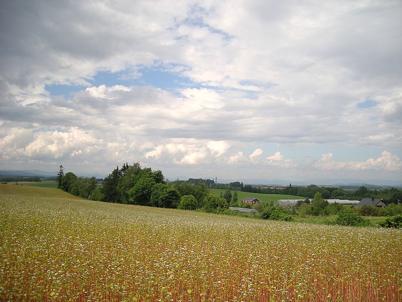 File:Buckwheat in Biei／美瑛の蕎麦（ソバ） - panoramio.jpg