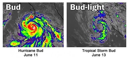 Tập_tin:Bud_Cat_3_and_TS_comparison.jpg