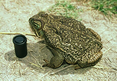 Rhinella schneideri