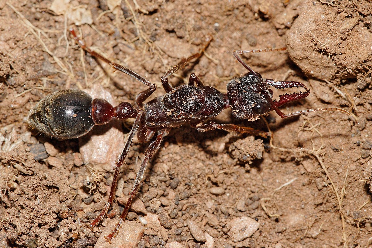 bullet ant size comparison
