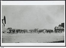 A bullock team at Farrell Flat, South Australia in 1911. Bullock Team, Farrell Flat, South Australia, 1911.jpeg