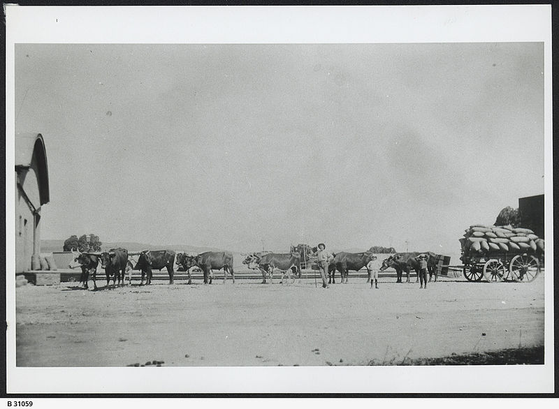 File:Bullock Team, Farrell Flat, South Australia, 1911.jpeg