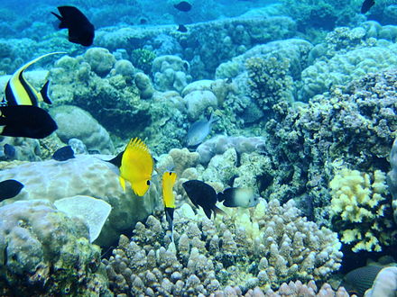 Bunaken Marine Park