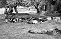 Civils grecs massacrés par des parachutistes allemands en Crète, en 1941.