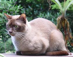Barmská kočka evropského typu v čokoládovém zbarvení