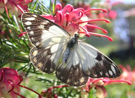 Belenois java