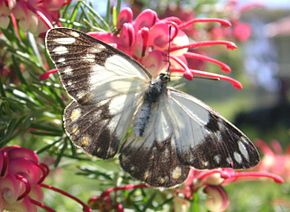 Descripción de la imagen Butterfly CaperWhite Grevillea.JPG.