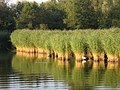 Vorschaubild der Version vom 13:29, 15. Mär. 2017