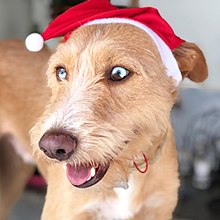 CRAND (Cão de RAça Não Definida) adotado.