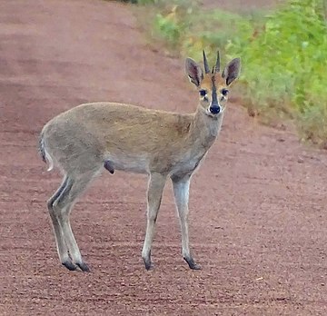 Common duiker