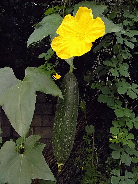 File:CEDAZO O ESTROPAJO. (Flor y Fruto) (Luffa cylindrica).jpg