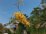 Thumbnail for Caesalpinia spinosa